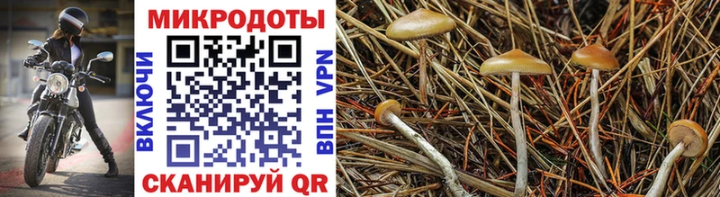 MEGA как войти  Горнозаводск  Псилоцибиновые грибы Cubensis 